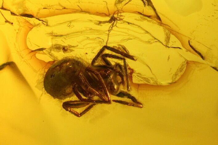Detailed Fossil Spider (Araneae) in Baltic Amber #139045
